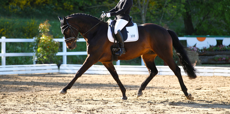 What Horses Taught Dressage Rider Anna Ross | Shutterstock