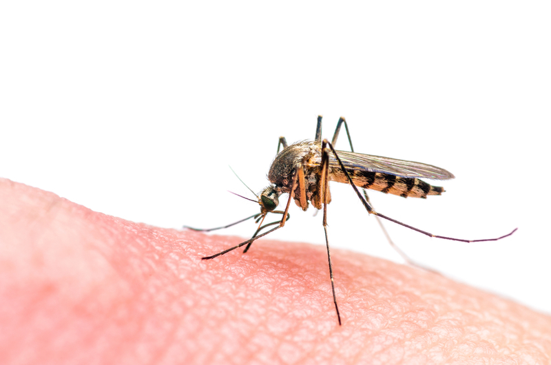 What Blood Types Do Mosquitoes Prefer? | Shutterstock