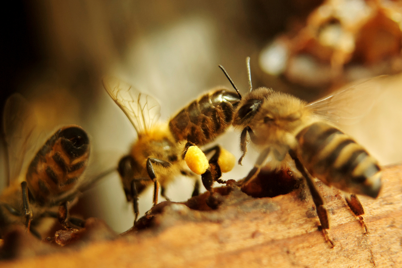 Worker Bees | Shutterstock