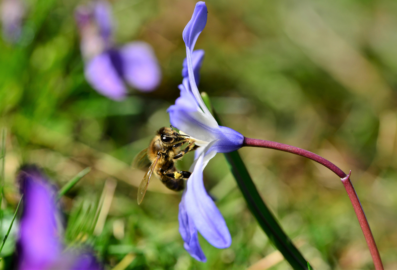 Pollen Procurement | Shutterstock