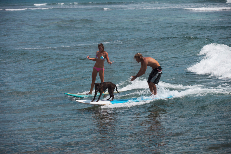 Surfing | Shutterstock