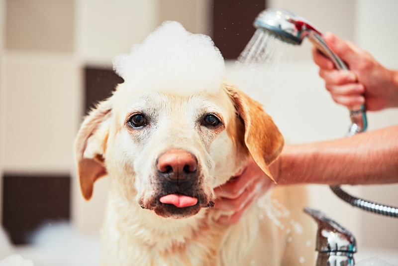 Can You Share Your Shampoo With Your Dog? | Shutterstock