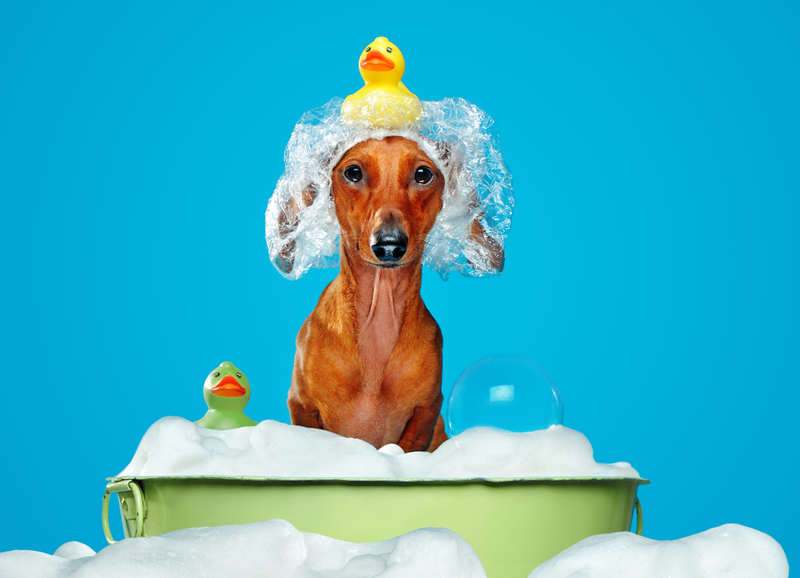 Can You Share Your Shampoo With Your Dog? | Shutterstock